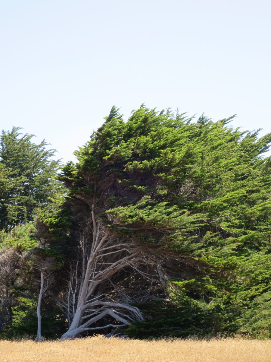 Windswept Trees