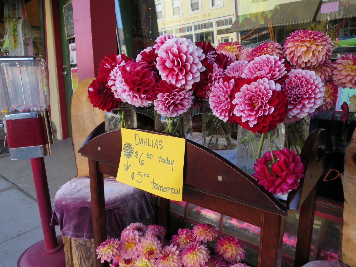 Dahlias