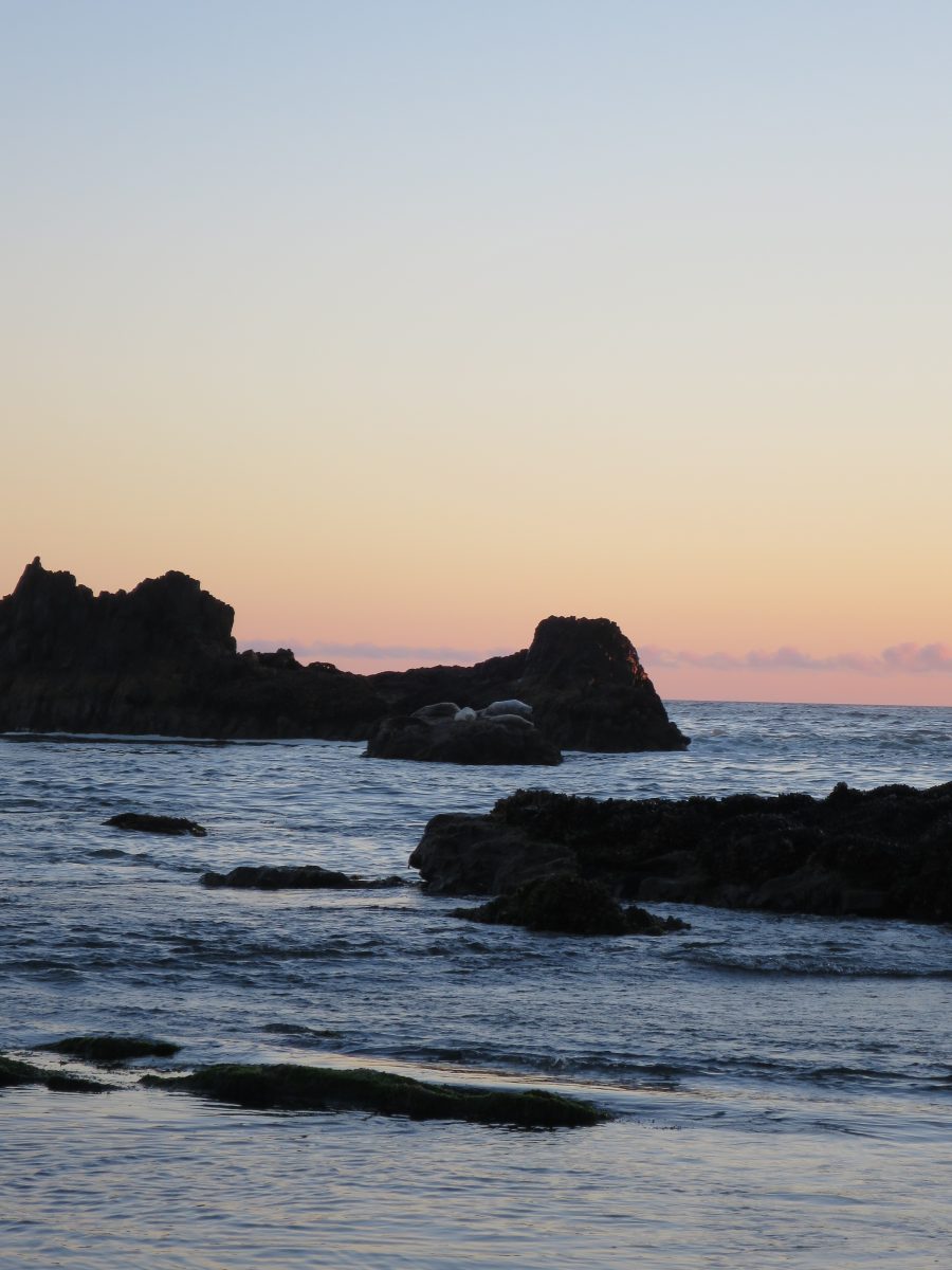 Sunset and sea lions