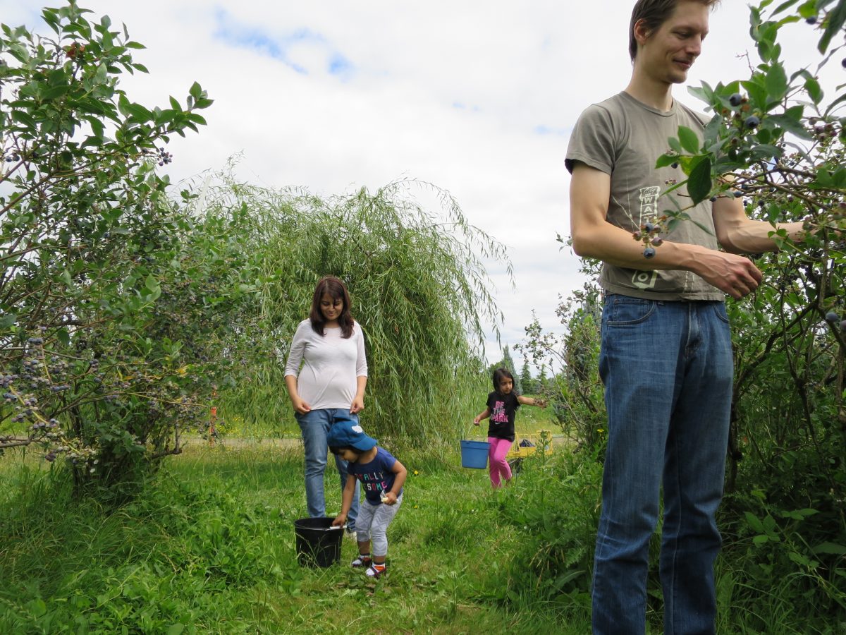 Me Not Picking Blueberries