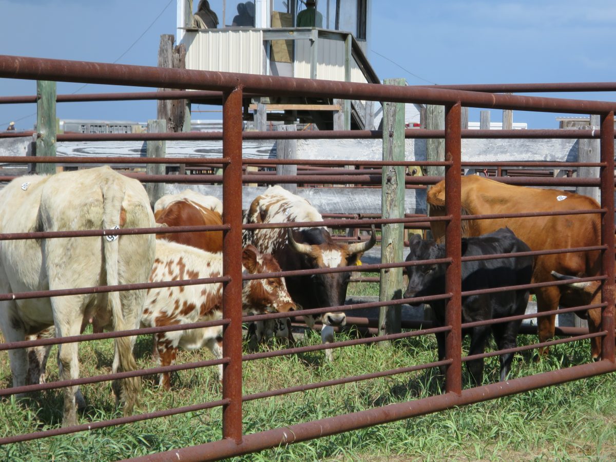 Bored cows