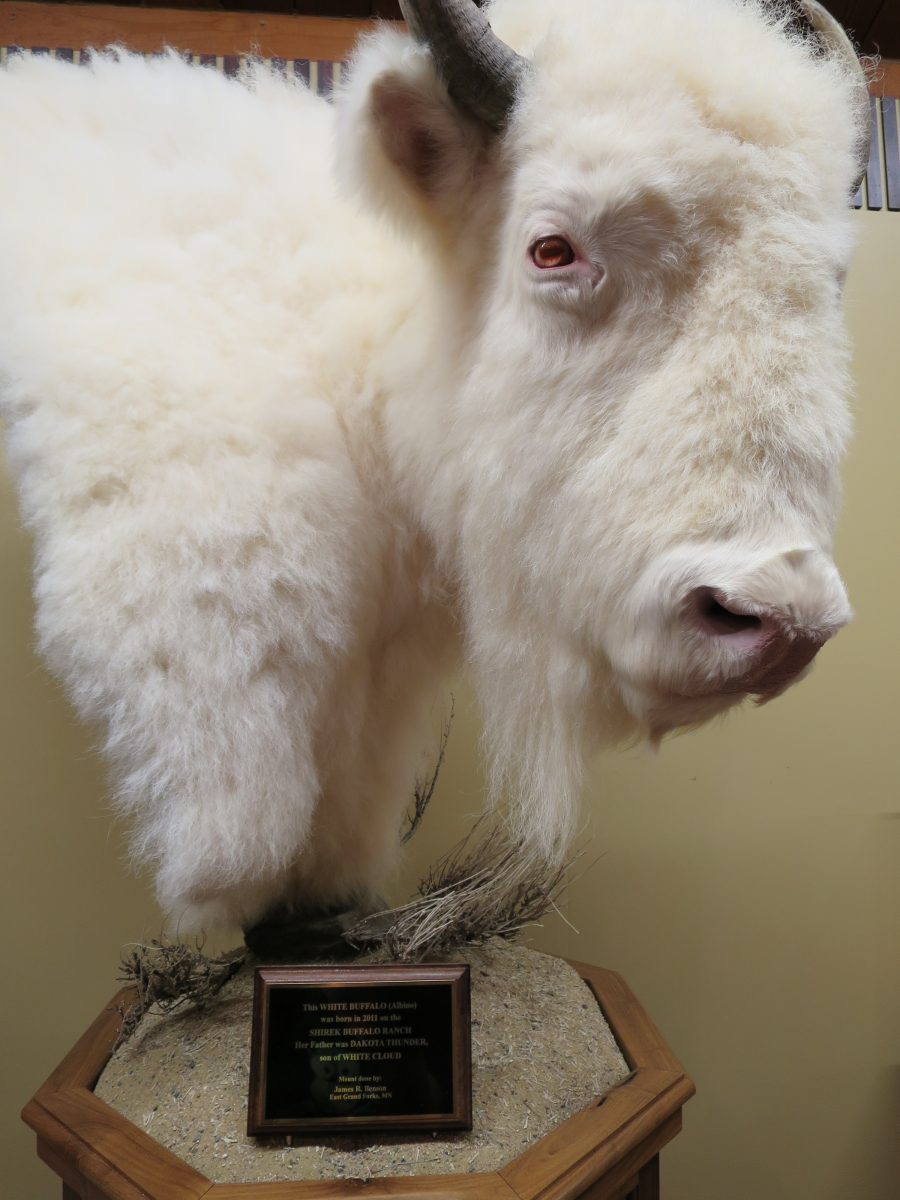 Albino Buffalo