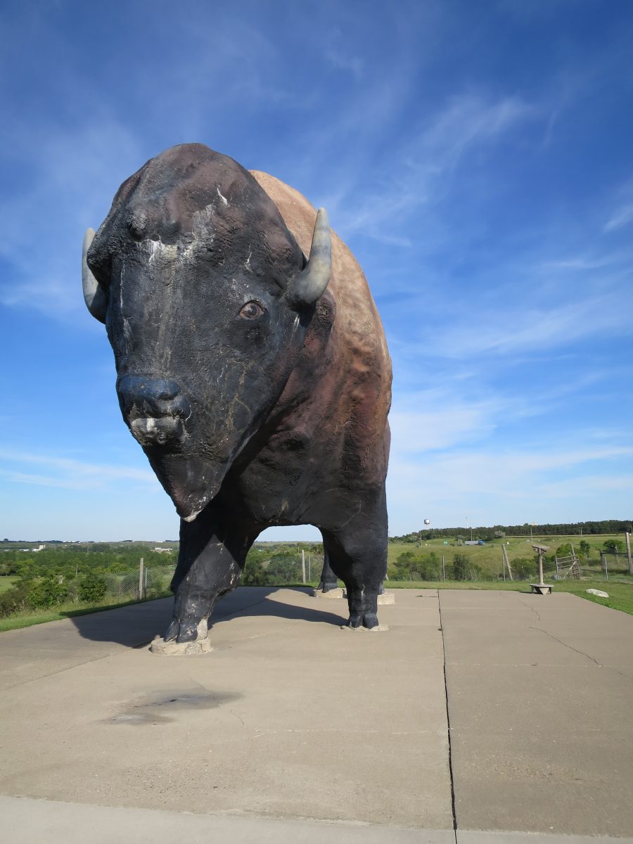 Colossal Buffalo