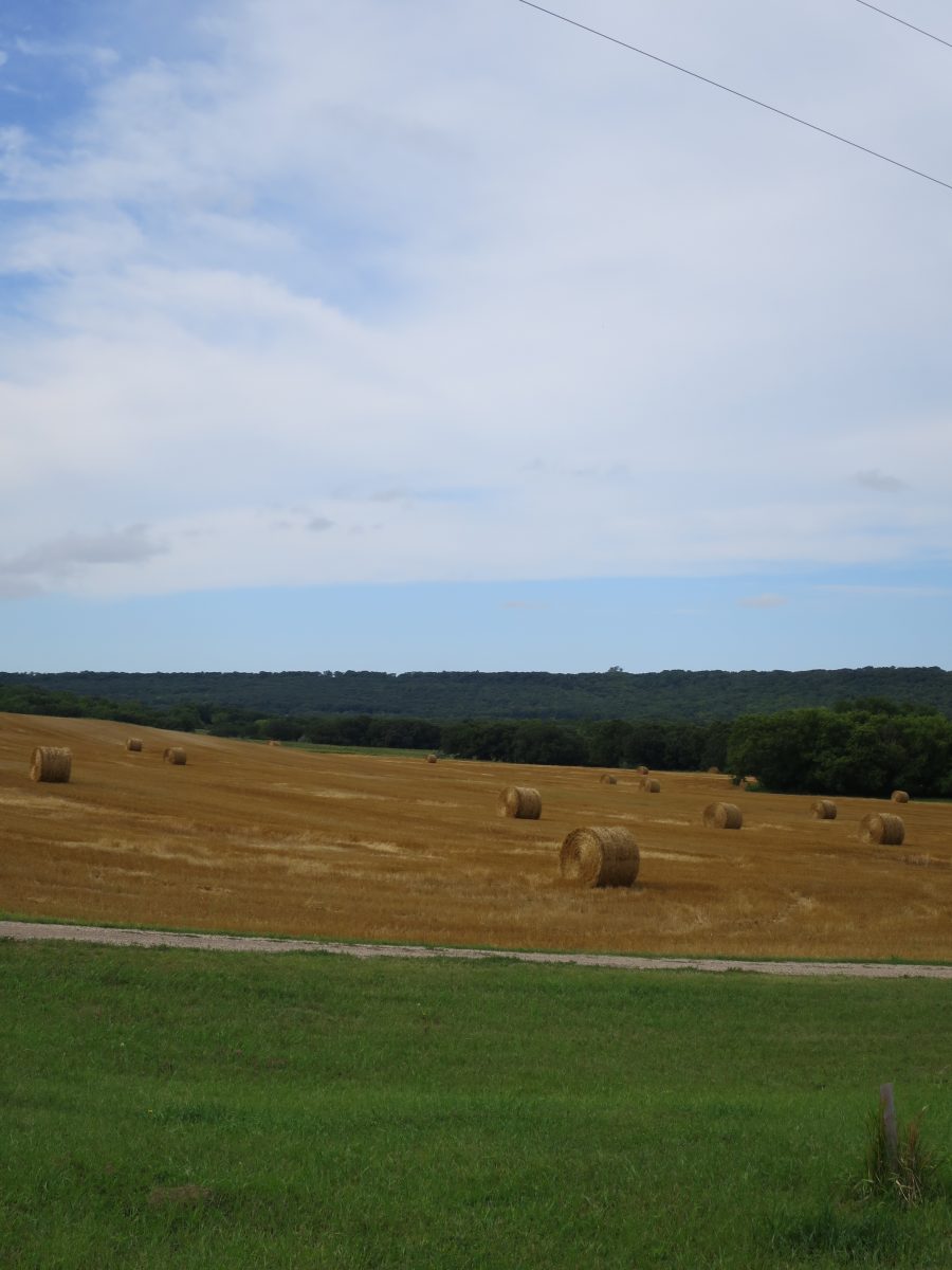 Sample Golden Field of Hay