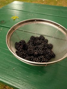 blackberries