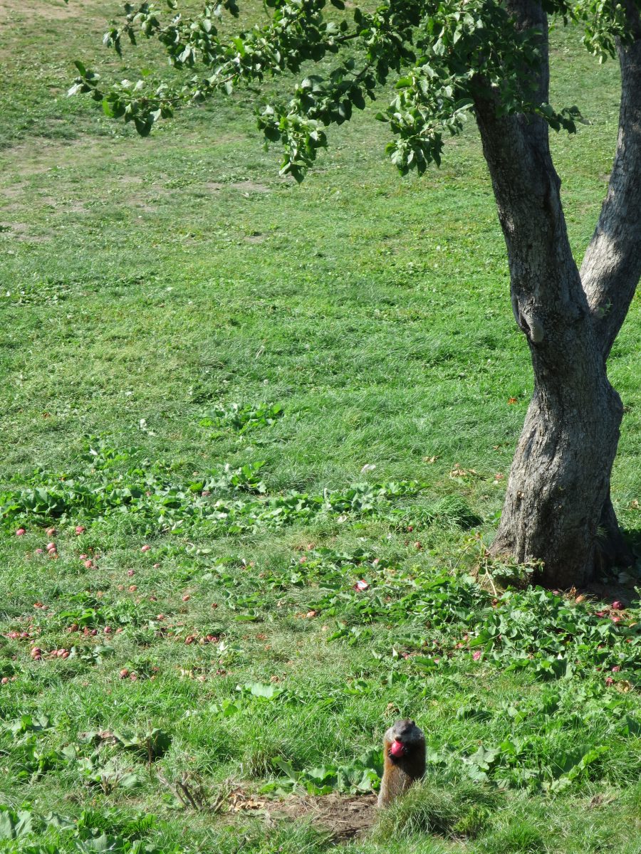 Feasting on Apples