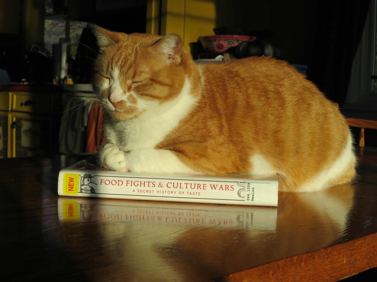 A cat on the book!